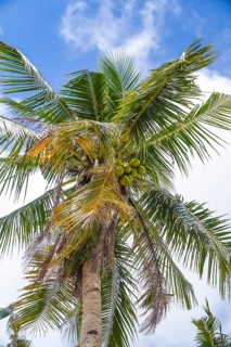 Green coconuts growing on a palm tree against a blue sky with white clouds on a tropical island in