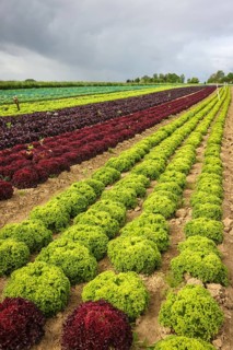 Soest, Sauerland, North Rhine-Westphalia, Germany - Vegetable cultivation, lettuce plants grow in