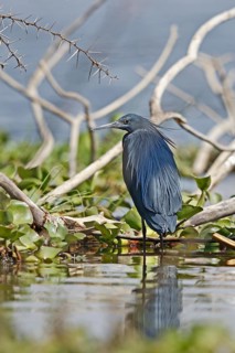 Black Heron (Egretta ardesiaca), Savuti, Botswana