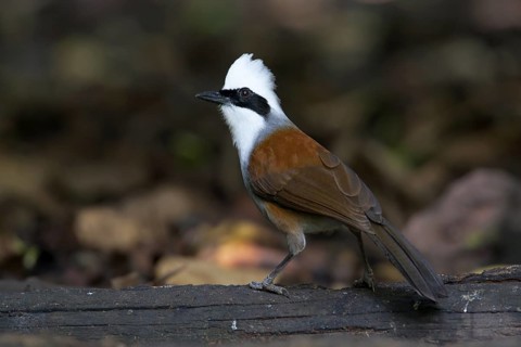 White-crested Laughingthrush (Garrulax leucolophus), Thailand
