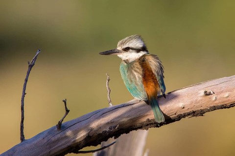 Red-backed Kingfisher (Todiramphus pyrrhopygius) female, Queensland, Australia