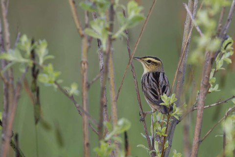 Aquatic Warbler (Acrocephalus paludicola), Poland