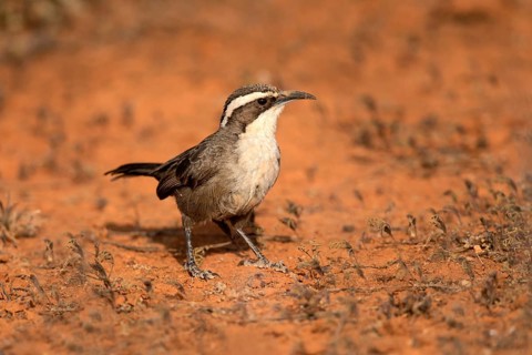 White-browed Babbler (Pomatostomus superciliosus) perched on the ground, South Australia, Australia