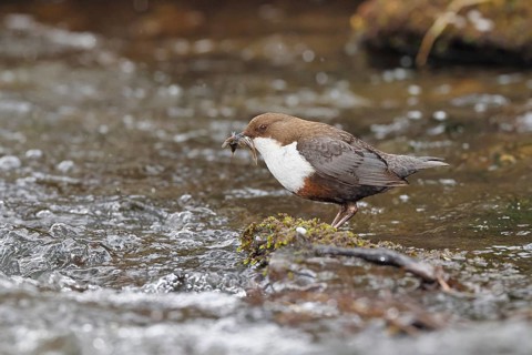 White-throated White-throated Dipper (Cinclus cinclus) standing with prey on a stone in the middle