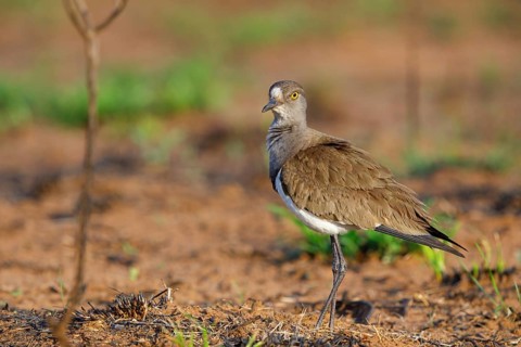 Lapwing (Vanellus lugubris), animals, birds, biotope, habitat, foraging, wader, plover family,