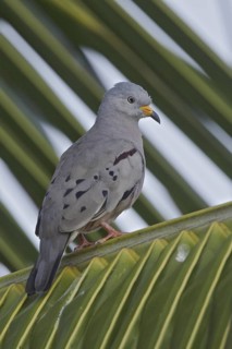 Croaking Ground Dove (Columbina cruziana), Ecuador