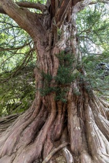 The 1000-year-old yew tree (Taxus) on the Lederberg in Schlottwitz in the Müglitz Valley,