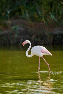 Greater Flamingos (Phoenicopterus roseus) walking in the water, Parc Naturel Regional de Camargue,