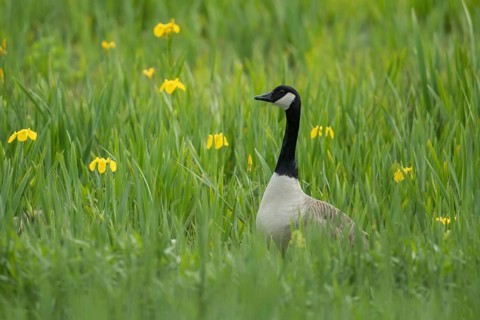 Canada goose (Branta canadensis) adult bird stood in a wetland meadow with yellow iris flowers in