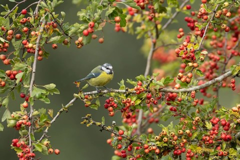 Blue tit (Cyanistes caeruleus) adult garden bird in a Hawthorn tree full of red berries in summer,