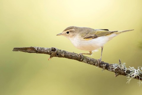 Western Bonelli's Warbler (Phylloscopus bonelli) perched on a branch, Andalusia, Spain