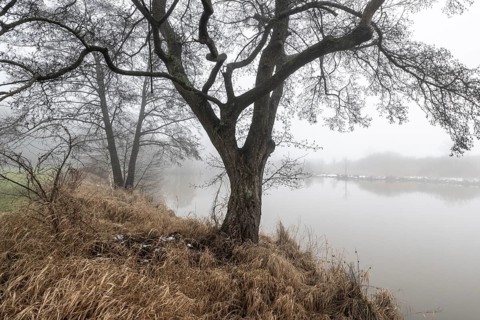 Pond landscape with black alder (Alnus glutinosa) in the fog, Emsland, Lower Saxony, Germany