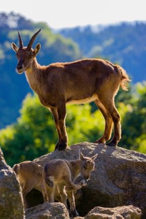 One adult female ibex (Capra ibex) and two of her babies standing on rocks