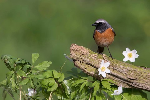 Common Redstart (Phoenicurus phoenicurus) male perched on an old tree trunk amongst flowers, Poland