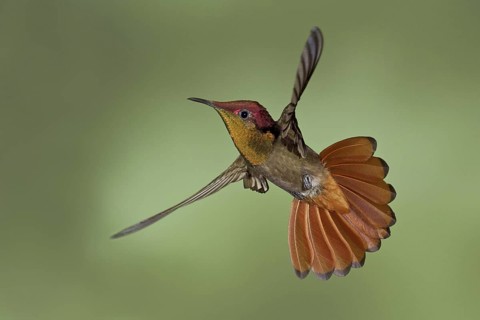 Ruby-topaz Hummingbird (Chrysolampis mosquitus), Trinidad and Tobago