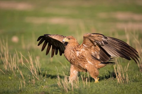 Juvenile Iberian Eagle (Aquila adalberti), Spanish imperial eagle, Extremadura, Castilla La Mancha,