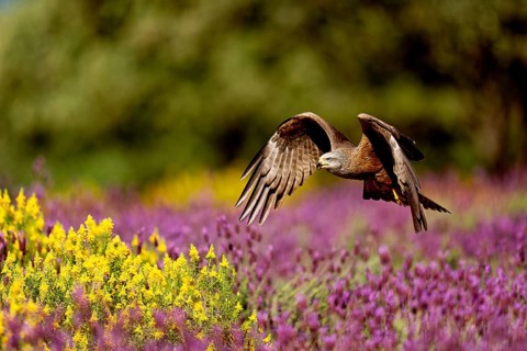 Black kite (Milvus migrans) flying over maquis with crested lavender (Lavendula stoechs) and broom,