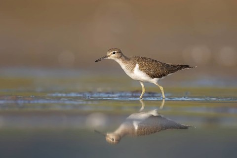 Common Sandpiper (Actitis hypoleucos), North Rhine-Westphalia, Germany