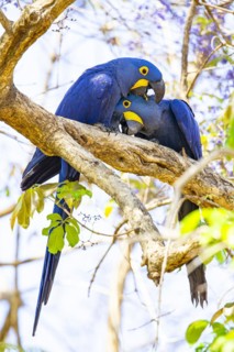 Hyacinth Macaw (Anodorhynchus hyacinthinus) Pantanal Brazil