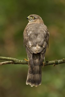 Eurasian Sparrowhawk (Accipiter nisus), Utrecht, Netherlands