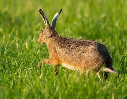 European hare (Lepus europaeus) running across a green meadow, wildlife, Lower Saxony, Germany