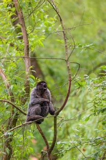 A common woolly monkey, brown woolly monkey, or Humboldt's woolly monkey (Lagothrix lagothricha)
