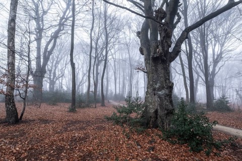 Beech forest (Fagus sylvatica) in the fog, Emsland, Lower Saxony, Germany