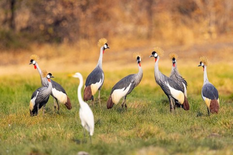 Crowned Crane (Balearica regulorum) courtship behavier South Luangwa NP Zambia August