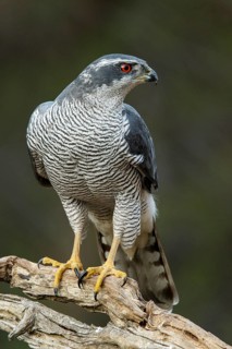 Northern Goshawk (Accipiter gentilis), adult male, Castile and Leon, Spain