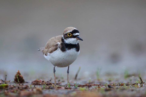 Little Ringed Plover (Charadrius dubius) male, North Rhine-Westphalia, Germany