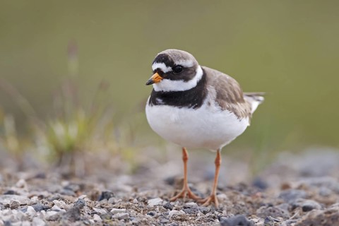 Common Ringed Plover (Charadrius hiaticula), Iceland