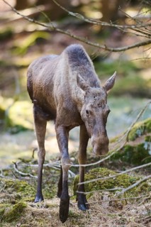 Elk (Alces alces) standing on a meadow on the edge of a forest, Bavaria, Germany