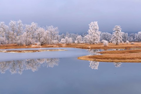 Frozen pond and trees in hoarfrost, nature reserve, Schoren, Mühlau, Freiamt, Aargau Canton,