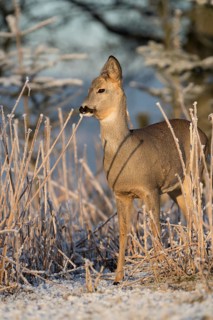 Roe deer standing in hoar frosted dead stinging nettle at minus 15 °C at sunrise. Trees and dead