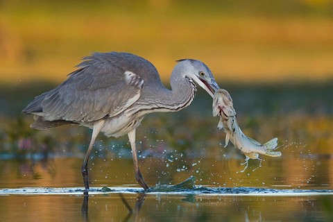 Grey Heron (Ardea cinerea) with fish prey in beak, Tiszaalpár, Hungary