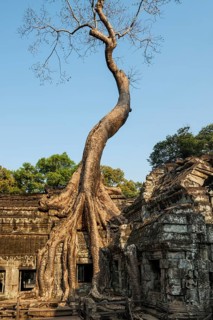 Ta Prohm, Angkor Wat, Angkor, UNESCO World Heritage Site, Siem Reap, Cambodia, Indochina, Southeast