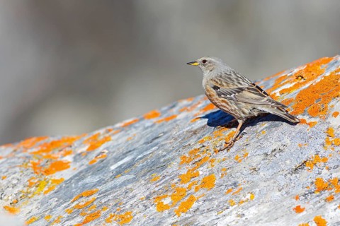 Alpine Accentor (Prunella collaris), Valais, Switzerland