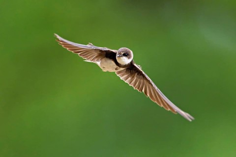 Sand martin (Riparia riparia), in flight, Reussegg nature reserve, Canton Aargau, Switzerland