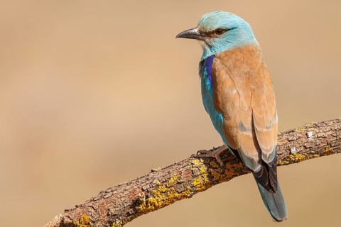 European Roller (Coracias garrulus), perched on a branch, Castile-La Mancha