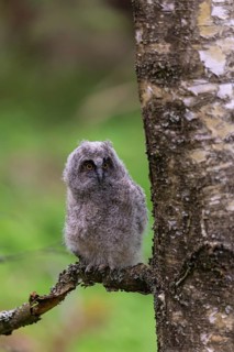 One young long-eared owl (Asio otus), sitting on a branch of a tree. Green vegetation in the