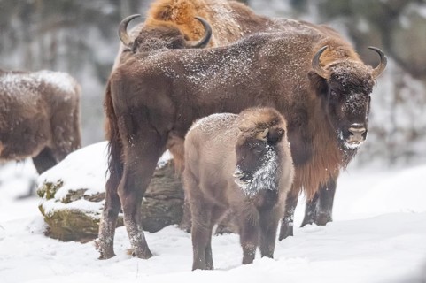 European bison (Bison bonasus) or Wisent standing on a meadow next to the forest in winter, snow,