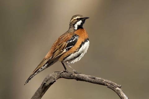 Chestnut-breasted Quail-thrush (Cinclosoma castaneothorax) male, Queensland, Australia