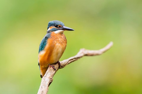 Common kingfisher (Alcedo atthis) sitting on an old wooden branch in late summer, wildife, Bavaria,