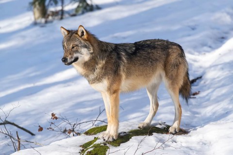 European gray wolf (Canis lupus lupus) standing in a forest in winter, snow, Bavaria, Germany