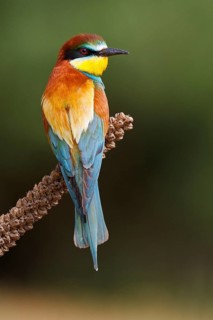 European Bee-eater (Merops apiaster), Castile, Spain