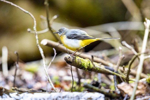 Grey wagtail (Motacilla cinerea) Germany