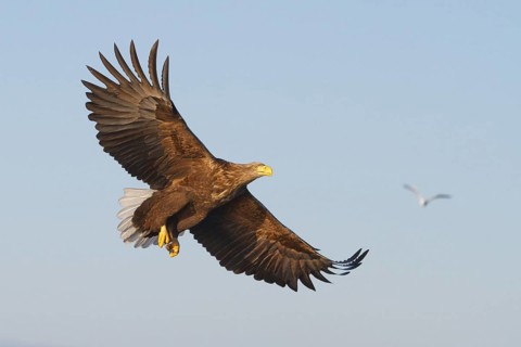White-tailed Eagle (Haliaeetus albicilla) flying, Norway