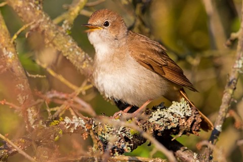 Nightingale, (Luscinia megarhynchos), animals, bird, songbird, family of passerines, classification