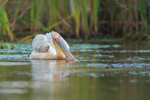 Great White Pelican (Pelecanus onocrotalus), Danube-Delta, Romania