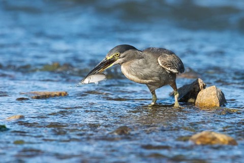 Striated Heron (Butorides striata) with fish prey in beak, Eilat, Israel